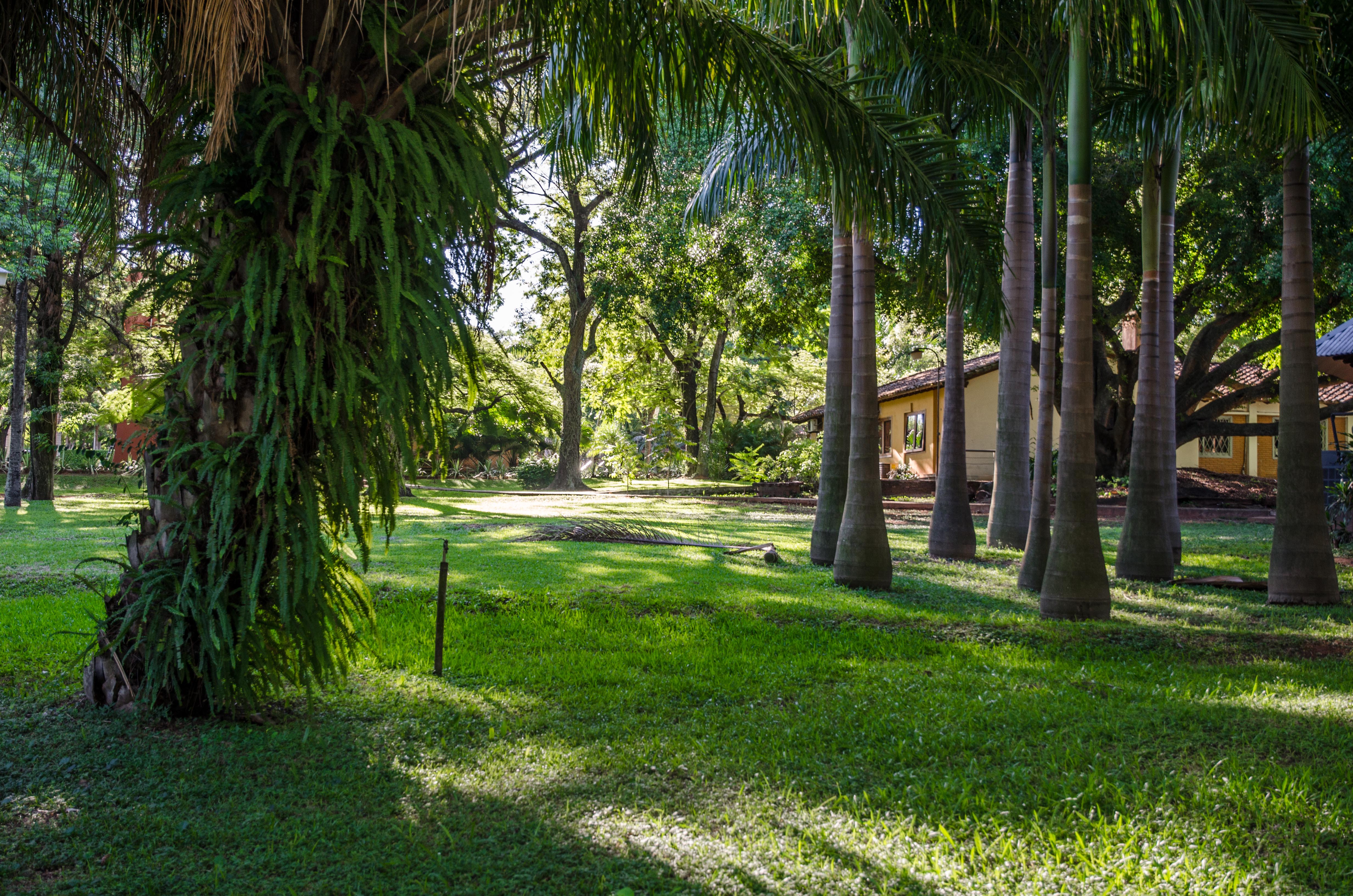 Sendero rodeado de verde